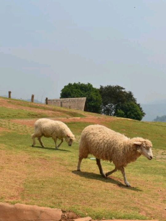Akha Farmville