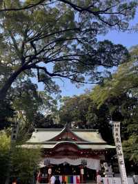 🌿【熱海・來宮神宮】樹齢2000年の御神木に会いに行く、癒しのパワースポット