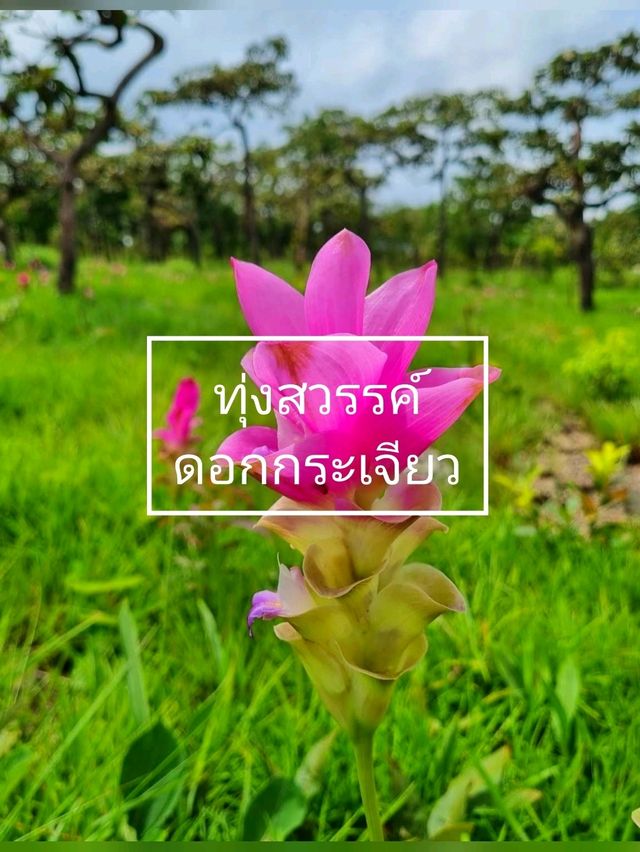 🌷: ทุ่งสวรรค์ ดอกกระเจียว อุทยานแห่งชาติป่าหินงาม