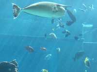 【沖縄】🐠🦈美ら海水族館