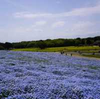 【茨城県】国営ひたち海浜公園　ネモフィラ