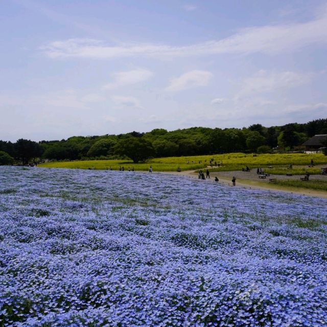 【茨城県】国営ひたち海浜公園　ネモフィラ