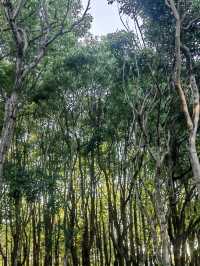 Century Park on a Budget: My Day Outdoors in Shanghai