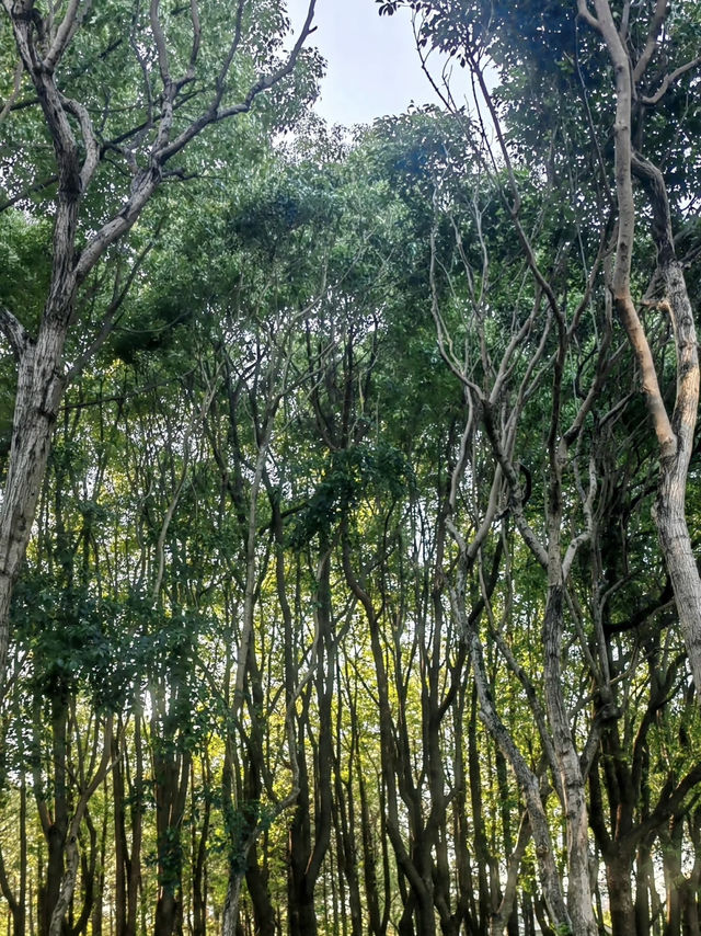 Century Park on a Budget: My Day Outdoors in Shanghai