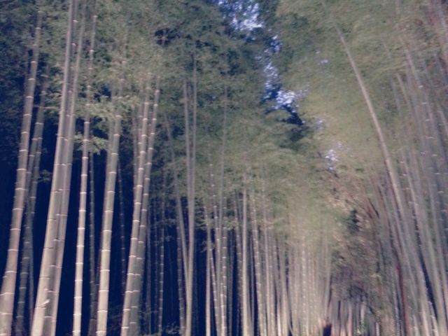 【京都】世界遺産　嵐山の「天龍寺」
