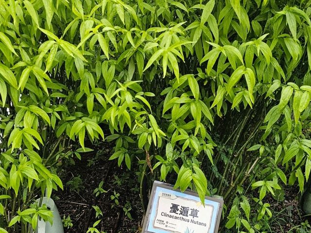新都會廣場Metro Green必玩：有機蔬菜收割團