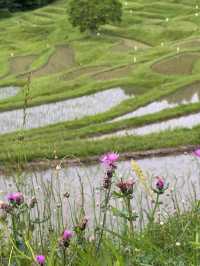 🌾日本の原風景に癒される「大山千枚田」で心洗われる旅を