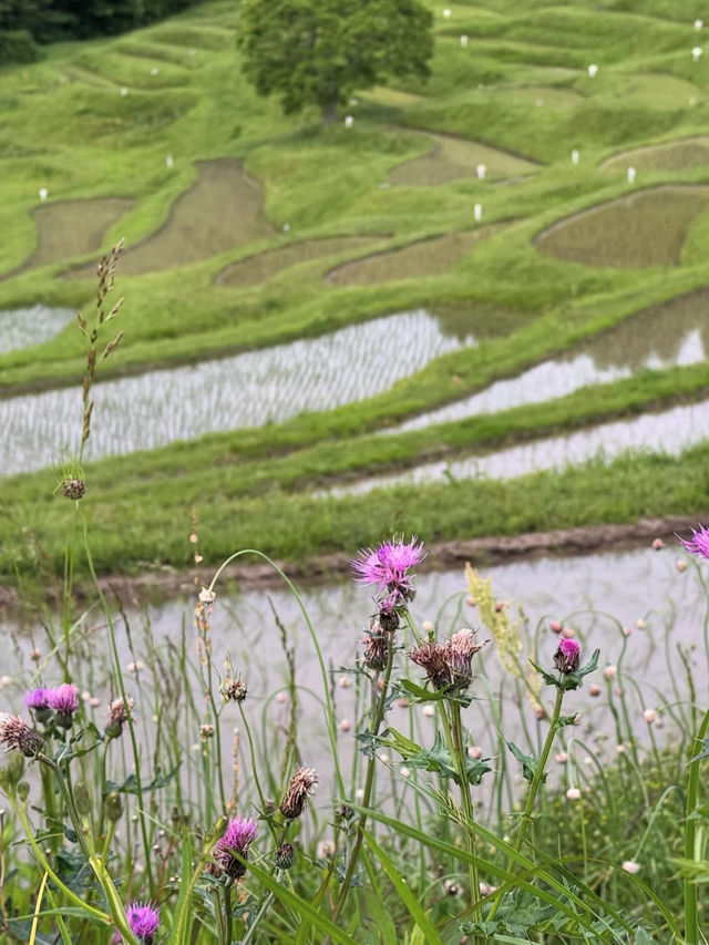 🌾日本の原風景に癒される「大山千枚田」で心洗われる旅を
