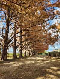 【緑のトンネルに癒される🌿石垣池公園のメタセコイア並木】