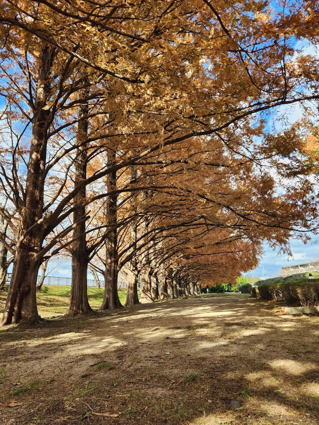 【緑のトンネルに癒される🌿石垣池公園のメタセコイア並木】