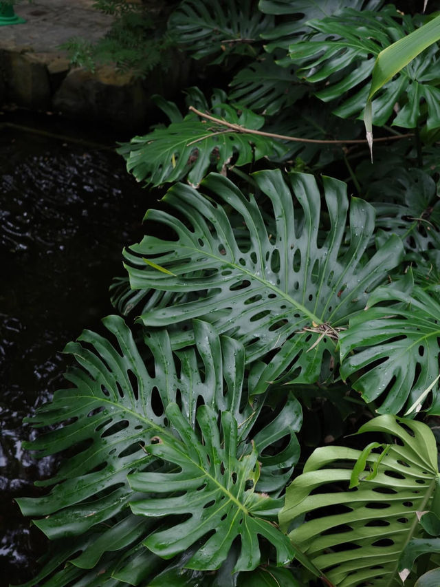 【緑と命にふれる旅🌿】福岡市動植物園でのんびり癒し時間