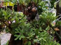 古晋香兰静室 (Green Cottage)： 隐匿花园里的家