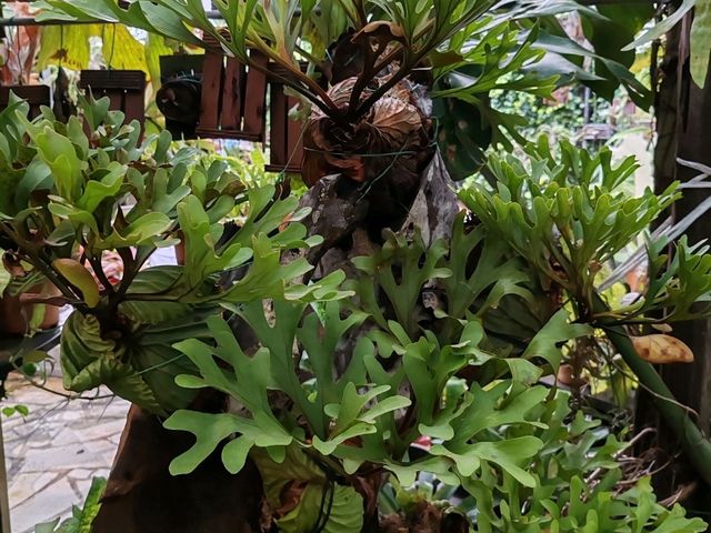 古晋香兰静室 (Green Cottage)： 隐匿花园里的家