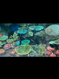 【神戸須磨シーワールド】海の仲間たちと感動体験！新しく生まれ変わった水族館旅🐟✨
