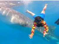 my experience in swimming with the gentle giants in Oslob Cebu