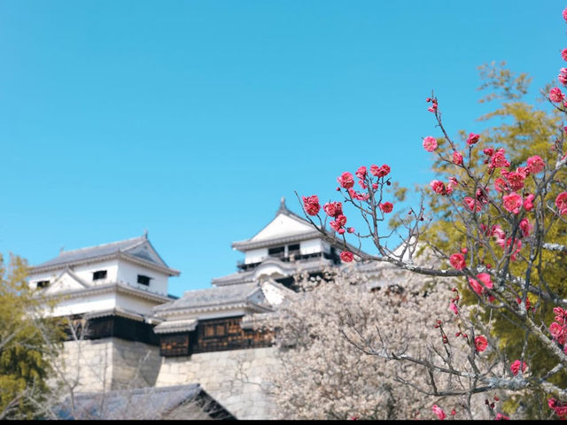 【松山城】天空の城で歴史ロマンに浸る旅🏯✨