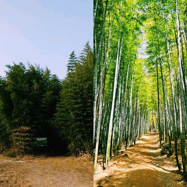 익산 구룡마을 대나무숲에서 만난 초록의 고요, 그 속으로 걷다