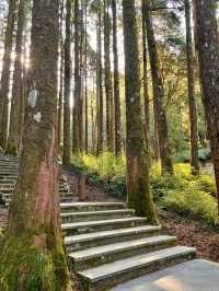 Morning Magic at Alishan Scenic Area