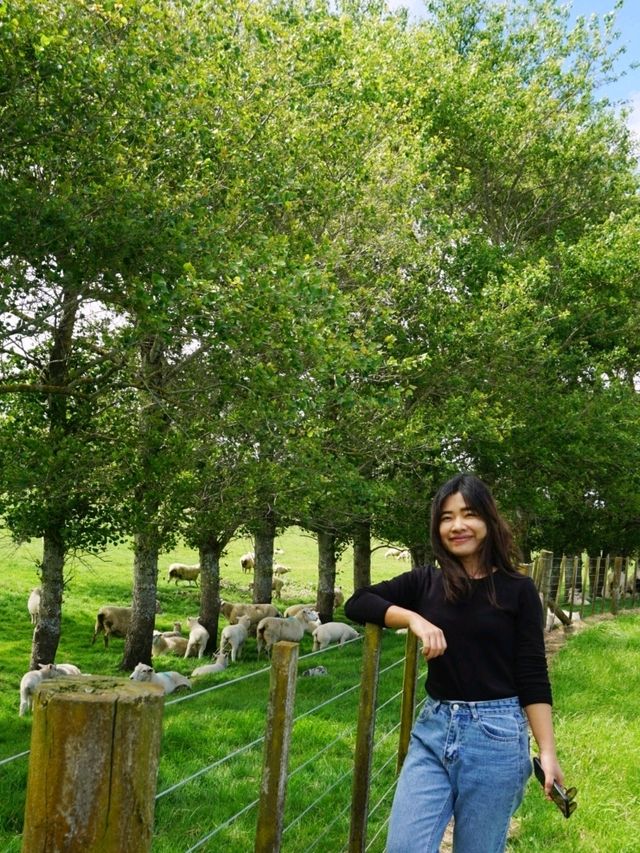 ไปหาน้องแกะที่ Ambury Farm Regional Park📍🐑