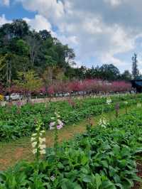 ดอกซารุระเมืองไทย ดอยอ่างขาง จ.เชียงใหม่