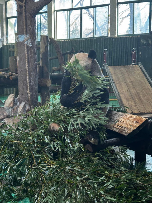 🧸✨ “ตามฝัน…ถึงสวนสัตว์เซี่ยงไฮ้” 🐼🌿