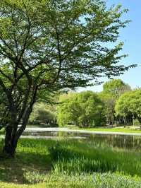 🇰🇷 Seoul Forest – A Must-Visit Gem in Seoul! 🌳✨