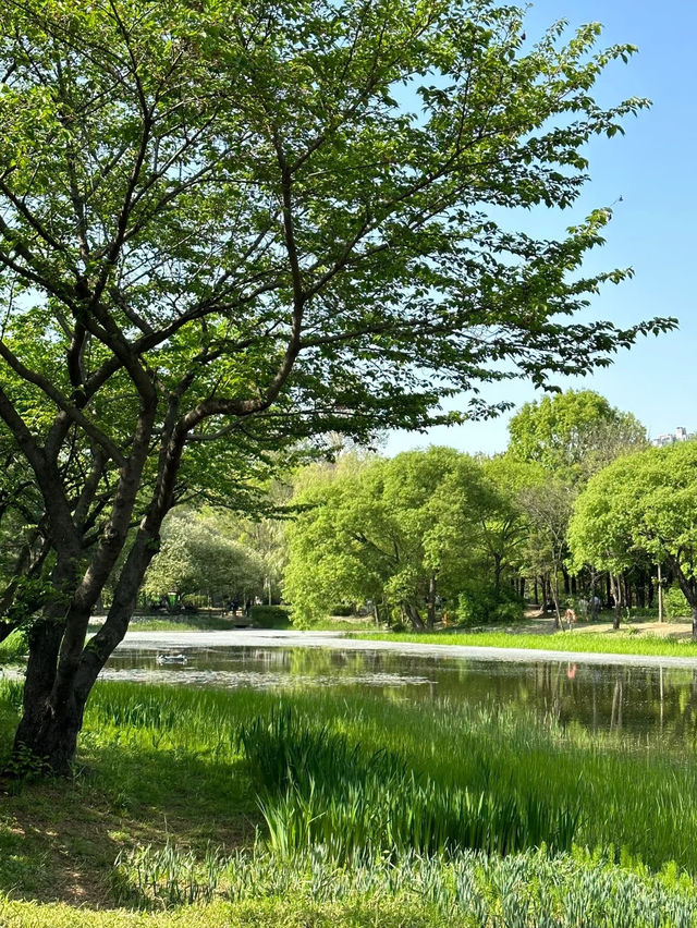 🇰🇷 Seoul Forest – A Must-Visit Gem in Seoul! 🌳✨