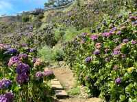 Flower Hills in the North: Northern Blossom Farm