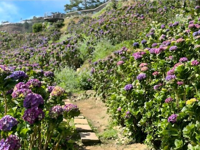 Flower Hills in the North: Northern Blossom Farm