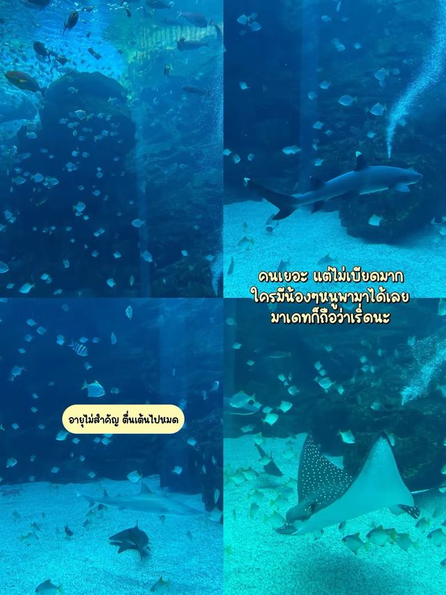 พิพิธภัณฑ์สัตว์น้ำเอ็กซ์พาร์ก Xpark (Xpark Aquariu