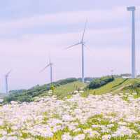 Solo Daydream at Yookbaek Majigi’s Daisy Field: Seoul’s Secret Flower Fantasy** 🌼✨