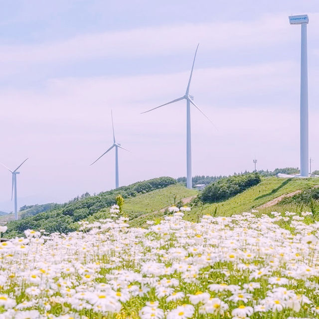 Solo Daydream at Yookbaek Majigi’s Daisy Field: Seoul’s Secret Flower Fantasy** 🌼✨