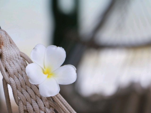 Holiday Specialty Coffee and Beach Bar 