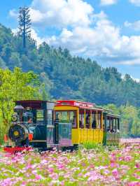 Jingshan Flower Sea｜A Blooming Escape Near Hangzhou 🌼🌿