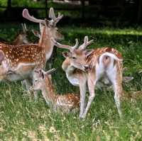 Wollaton Hall and Deer Park is a place you want to visit if you are visiting Nottingham