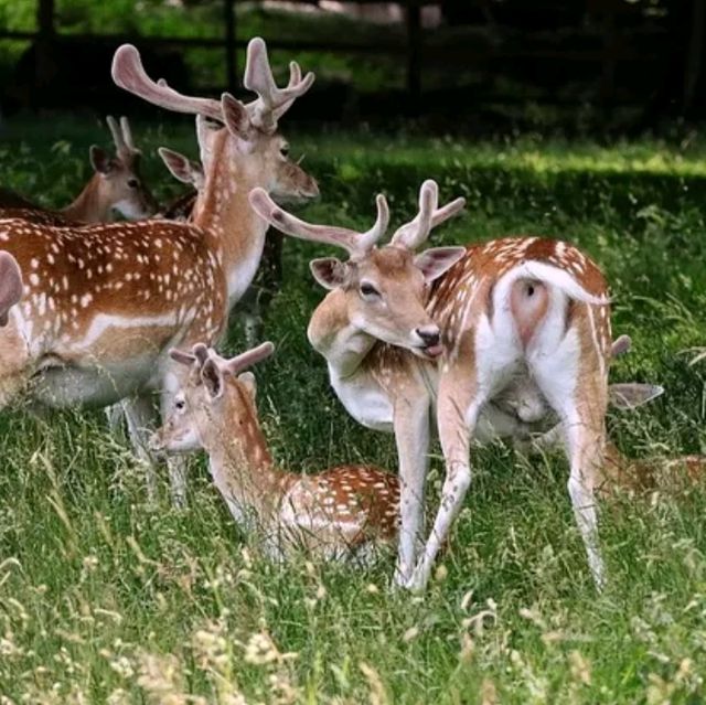 Wollaton Hall and Deer Park is a place you want to visit if you are visiting Nottingham