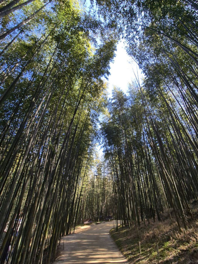 🏞️ 담양 여행 추천 코스