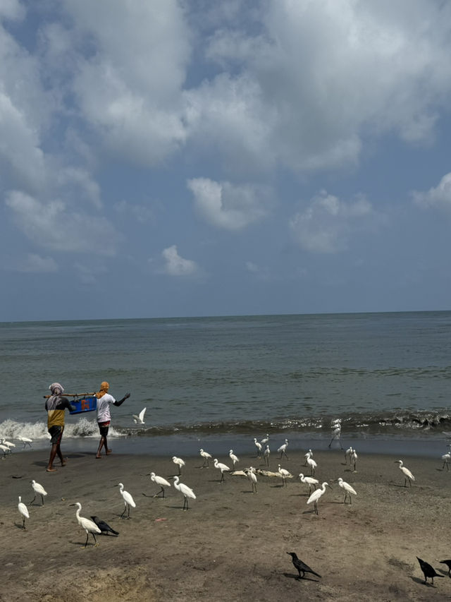 How to spend 6 days in Sri Lanka, country of Peacock