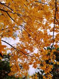 Autumn Splendor in Olympic Forest Park