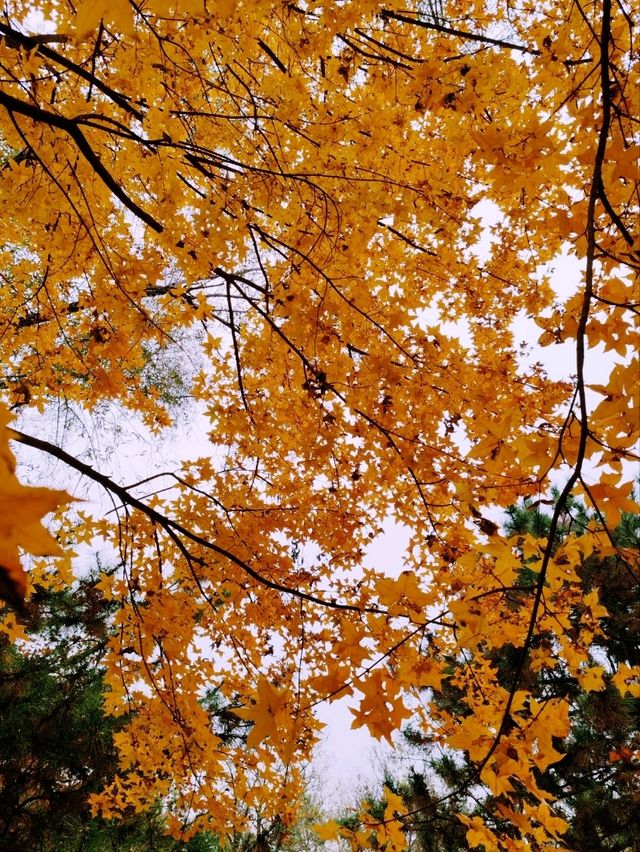 Autumn Splendor in Olympic Forest Park