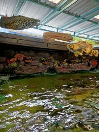ฉลามหูดำและฉลามเสือดาวตัวใหญ่มาก