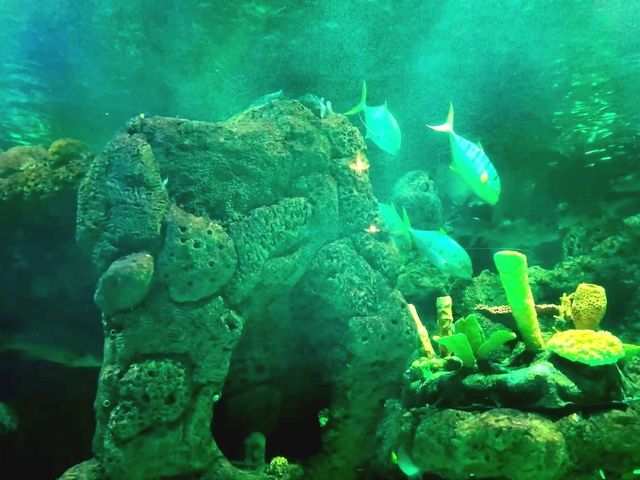 Dive Into the Wonders of SeaWorld Ancol