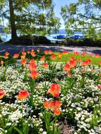 🌸Springtime Bliss in Zurich, Switzerland