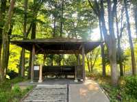 A Stroll Through Maruyama Park – Kyoto’s Peaceful Garden