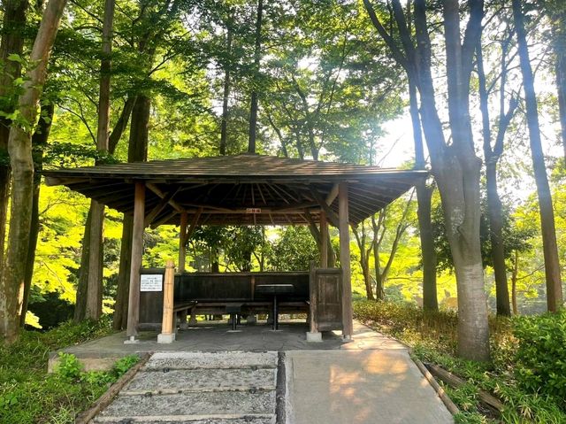 A Stroll Through Maruyama Park – Kyoto’s Peaceful Garden