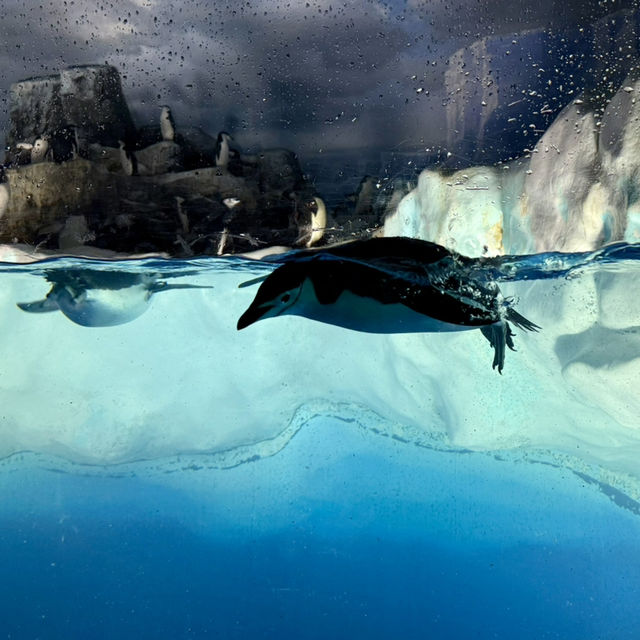 名古屋港水族館：海洋奇觀之旅 🐬