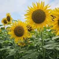 夏色に染まる🌻笑顔あふれる「はがた農園」