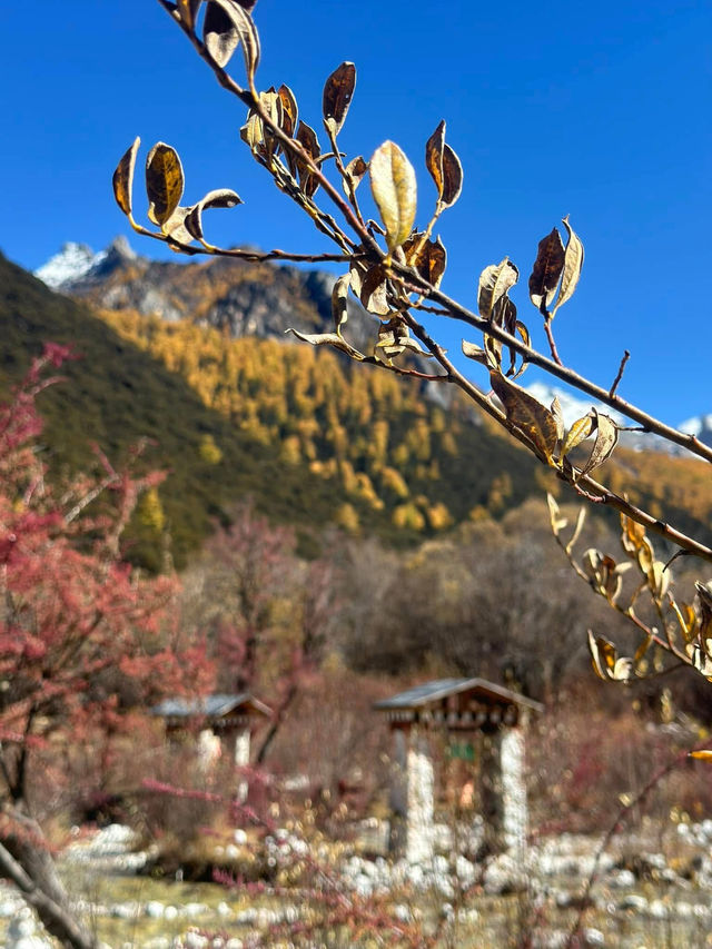 Autumn in A’ding, Daocheng – Chengdu 🍁