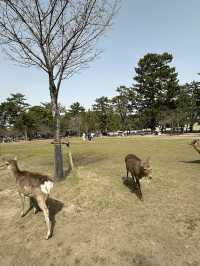 🦌 ตามหาน้องกวางที่ Nara Deer Park (奈良公園)