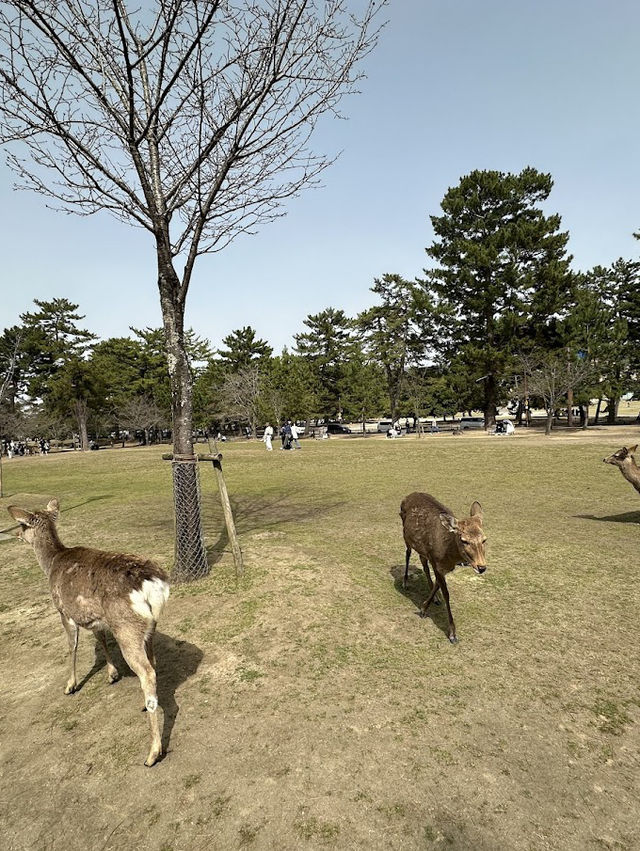 🦌 ตามหาน้องกวางที่ Nara Deer Park (奈良公園) 🦌 ตามหาน้องกวางที่ Nara Deer Park (奈良公園)